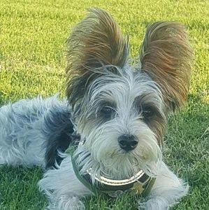 Meet your Posher, Yvona